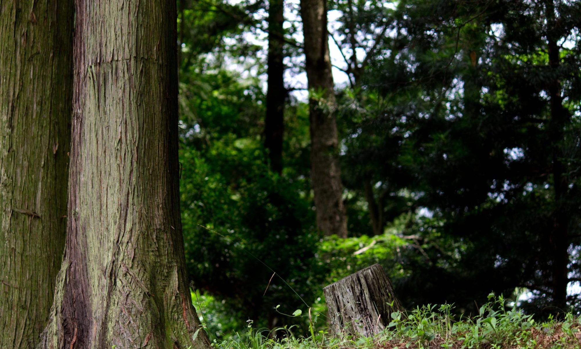 望真堂戸口鍼灸院 TEL048-882-6095